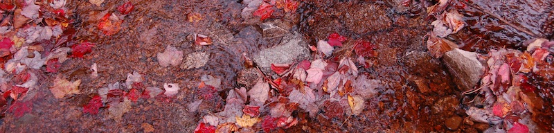 Red leaves that have fallen in a stream