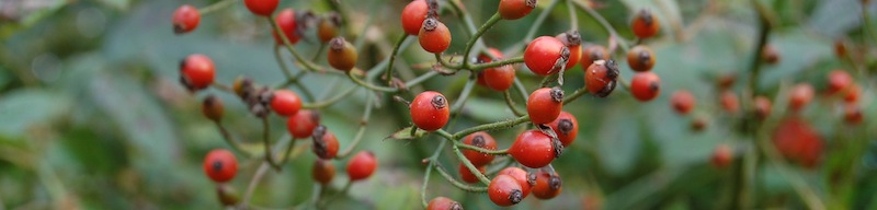 Some small red berries near where I used to live